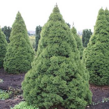 Ель канадская Picea glauca 'Conica'